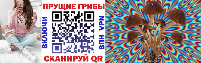Псилоцибиновые грибы Psilocybe  Купить где  Бузулук 